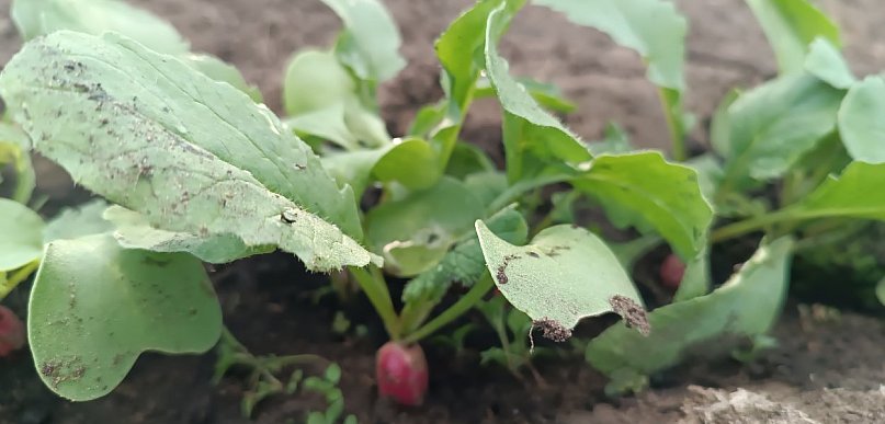 Przymrozki w powiecie kolneńskim