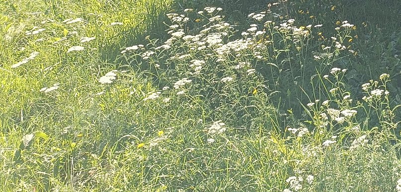 Badaczka: kleszcze, które biegną do człowieka, pojawiły się w Polsce