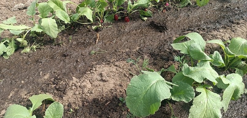Ostrzeżenie pierwszego stopnia dla miejscowości Kolno i dla okolic