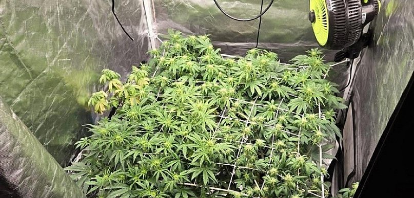 Co skrywał w domu 26-latek z powiatu kolneńskiego?