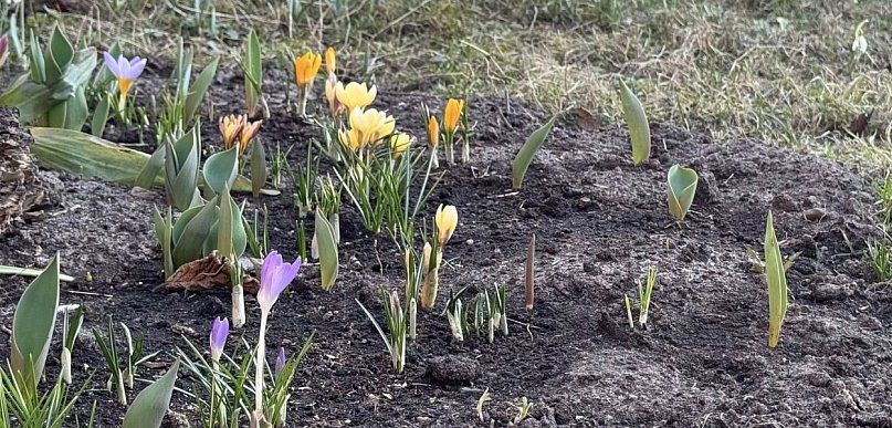 Przymrozki w powiecie kolneńskim