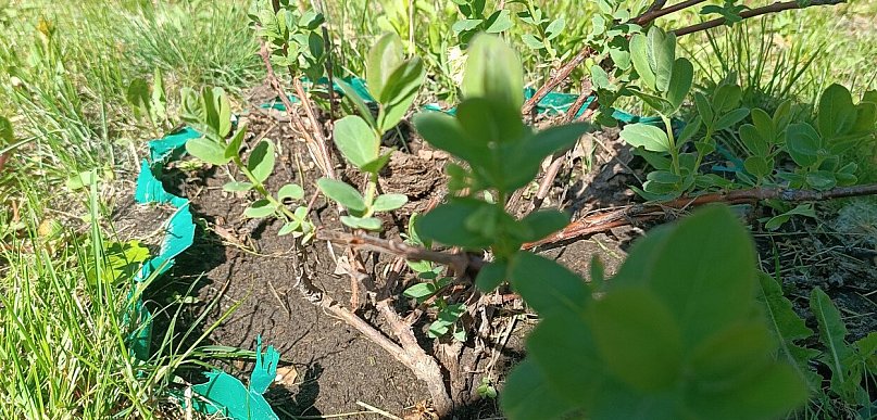 Ostrzeżenie pierwszego stopnia dla miejscowości Kolno i dla okolic