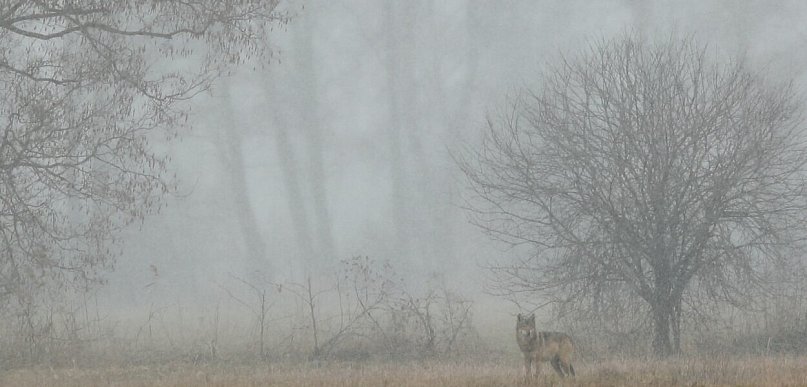 Cztery samorządy ze zgodami na płoszenie wilków