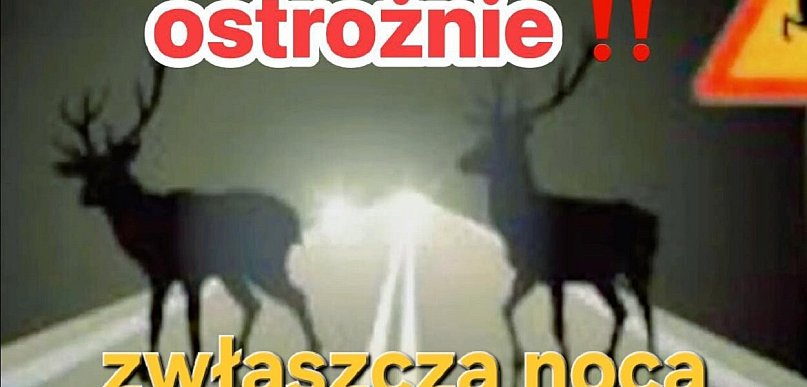 Dwa auta osobowe uderzyły w dzika na drodze Kolno - Pisz