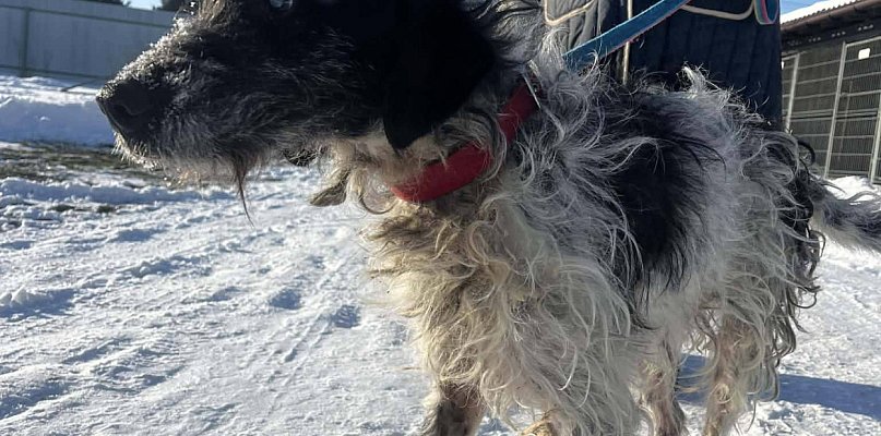 Kontrola w kolneńskim schronisku. Znamy wyniki