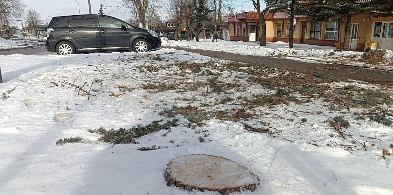 Bezmyślne wycinanie drzew w Kolnie?