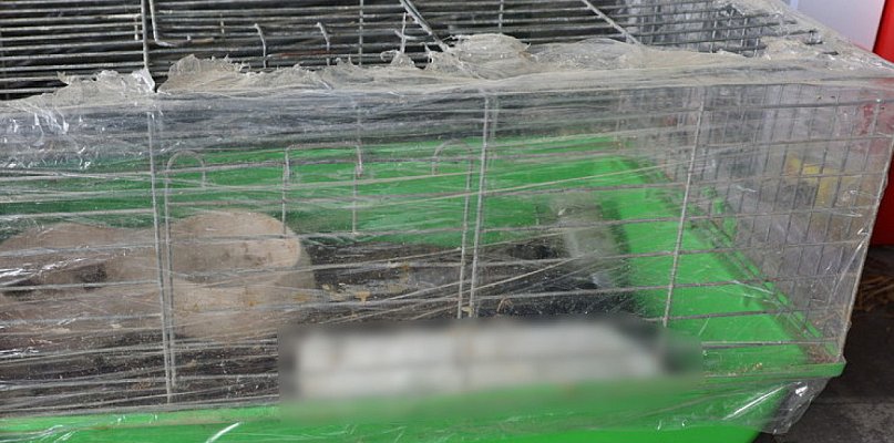 Policja: Mężczyzna znęcał się nad królikami. Grozi mu do 5 lat więzienia