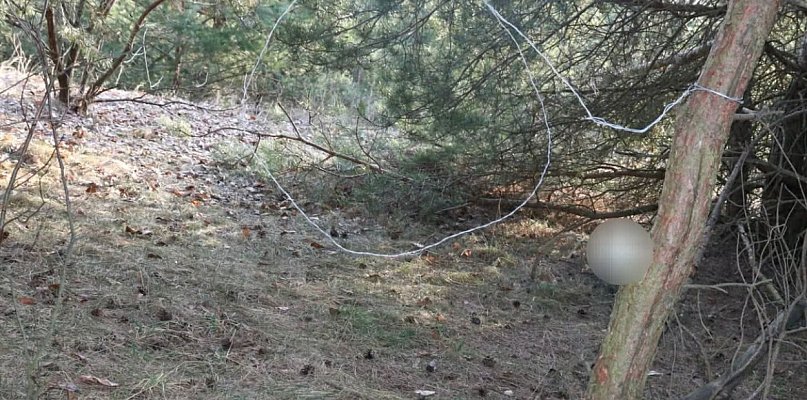 Kolneńscy kryminalni zatrzymali  podejrzanego o kłusownictwo