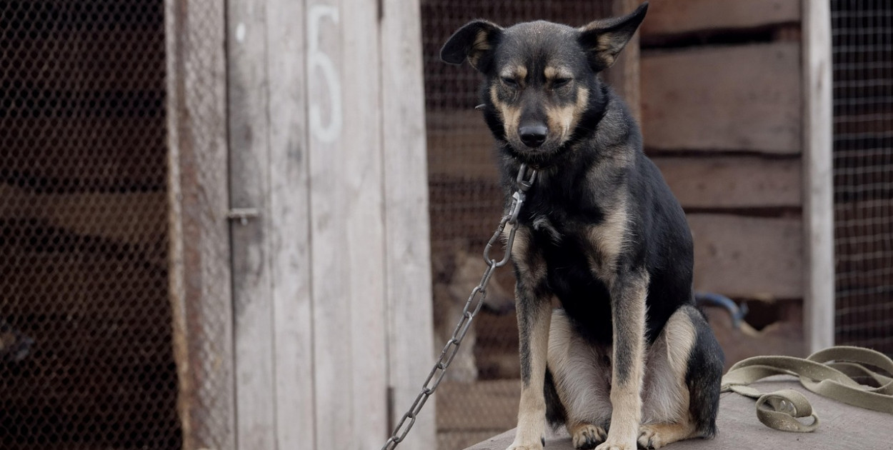Posłowie szykują nowy zakaz. Dotknie wielu właścicieli psów