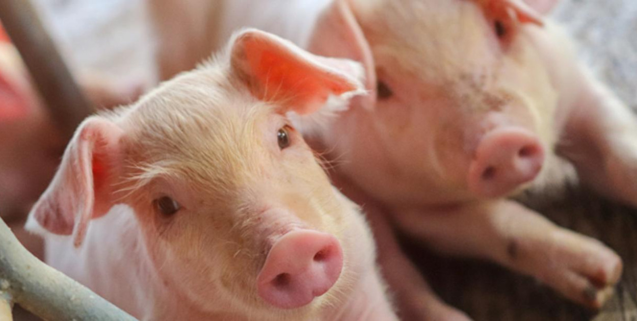 Bioasekuracja z budżetu krajowego - rusza nabór wniosków