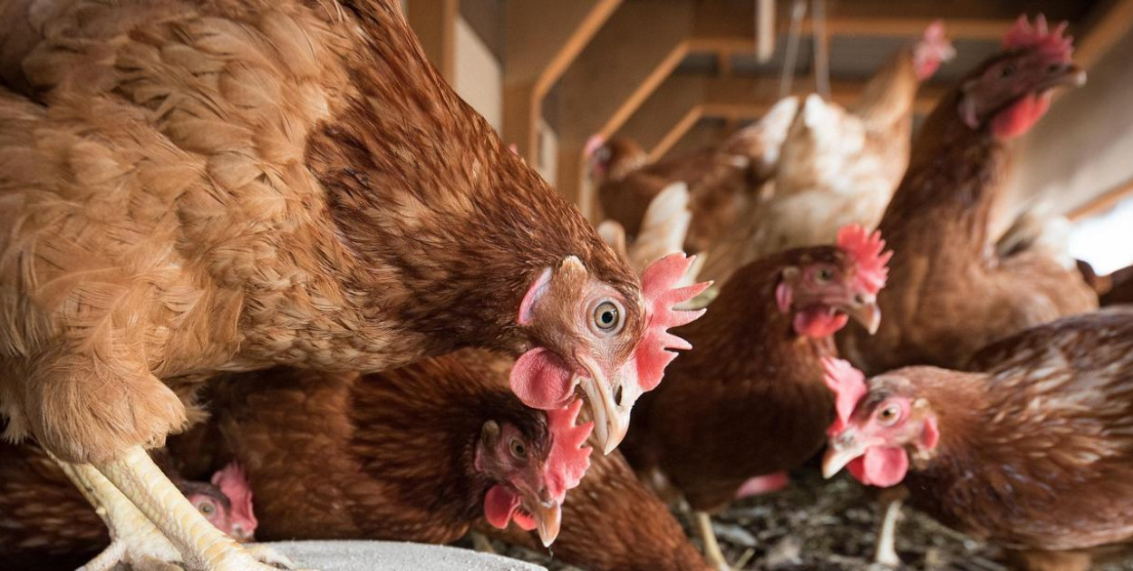 Na obszarze zagrożonym należy m.in. utrzymywać drób i inne ptaki w izolacji od ptaków dzikich, czyścić środki transportu i sprzęt, stosować środki bezpieczeństwa biologicznego oraz przechowywać w odpowiedni sposób paszę i ściółkę dla ptaków