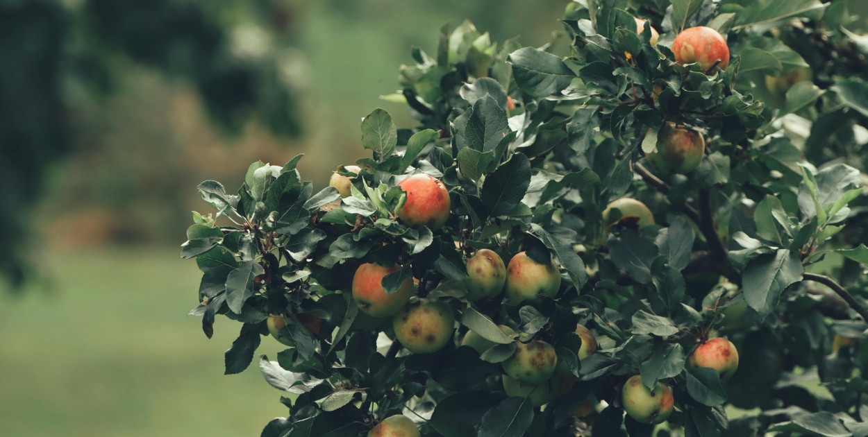 Zwalczanie mszycy jabłoniowej wiosną – skuteczna ochrona jabłoni przed szkodnikiem