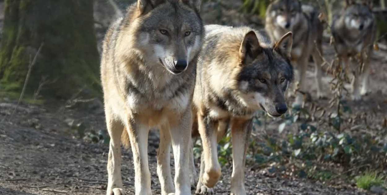 Wilki nie szukają kontaktu z człowiekiem, lecz łatwo dostępnego pożywienia