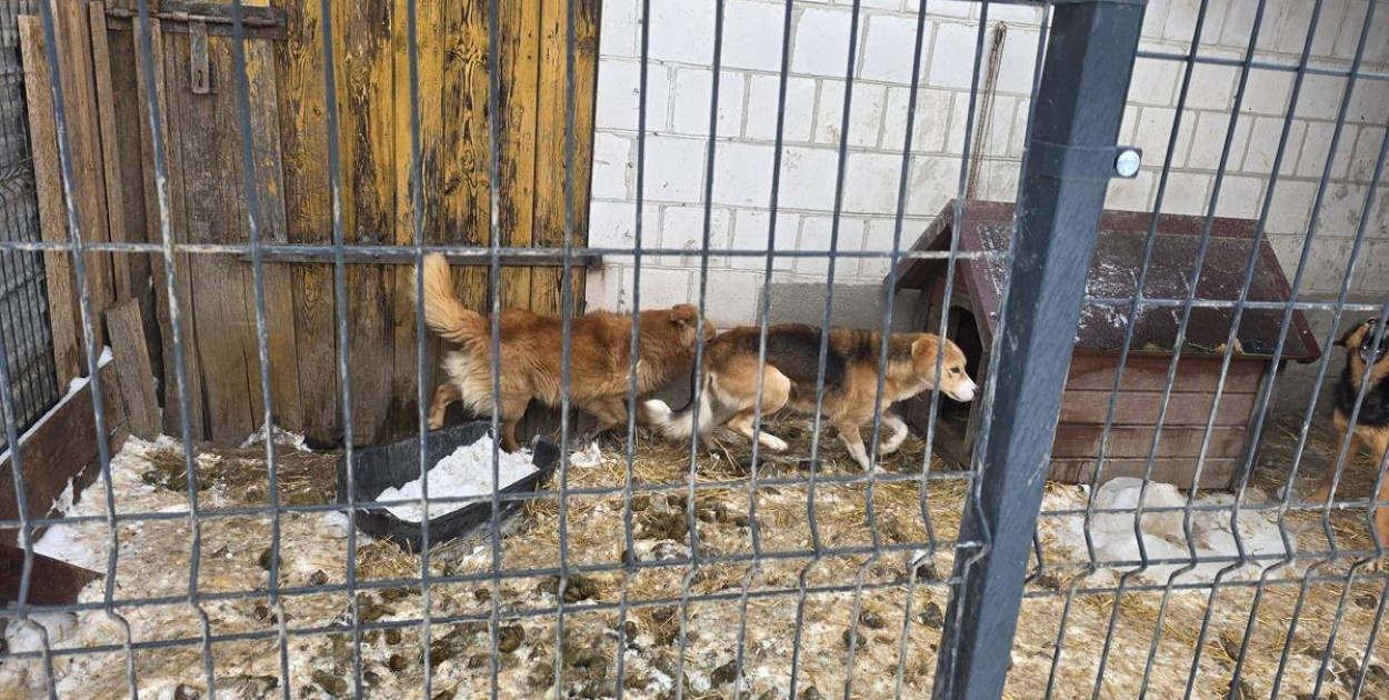 Policja: psy przebywały w warunkach rażącego zaniedbania
