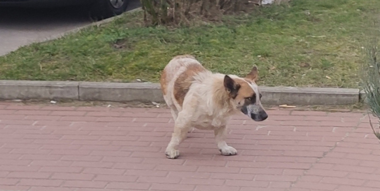 Wiceminister rolnictwa: każdy pies będzie zaczipowany