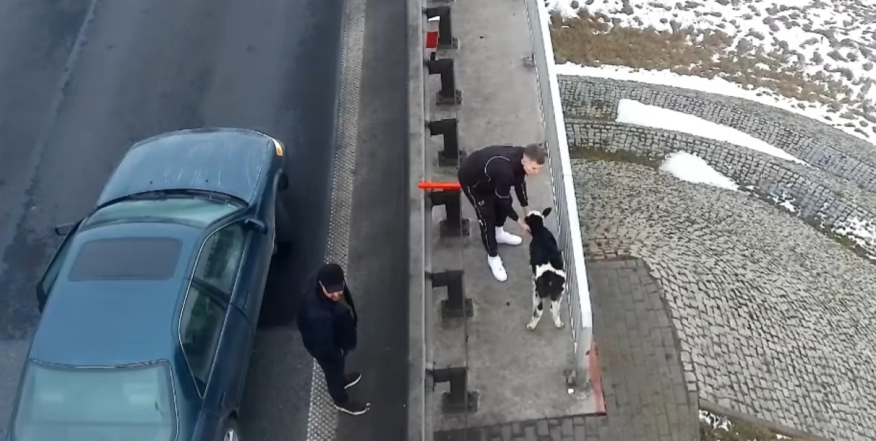 Dwa wystraszone cielaki na autostradzie