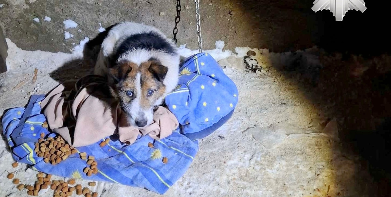 Zarzut znęcania się nad psem, któremu metalowy łańcuch wrósł w szyję