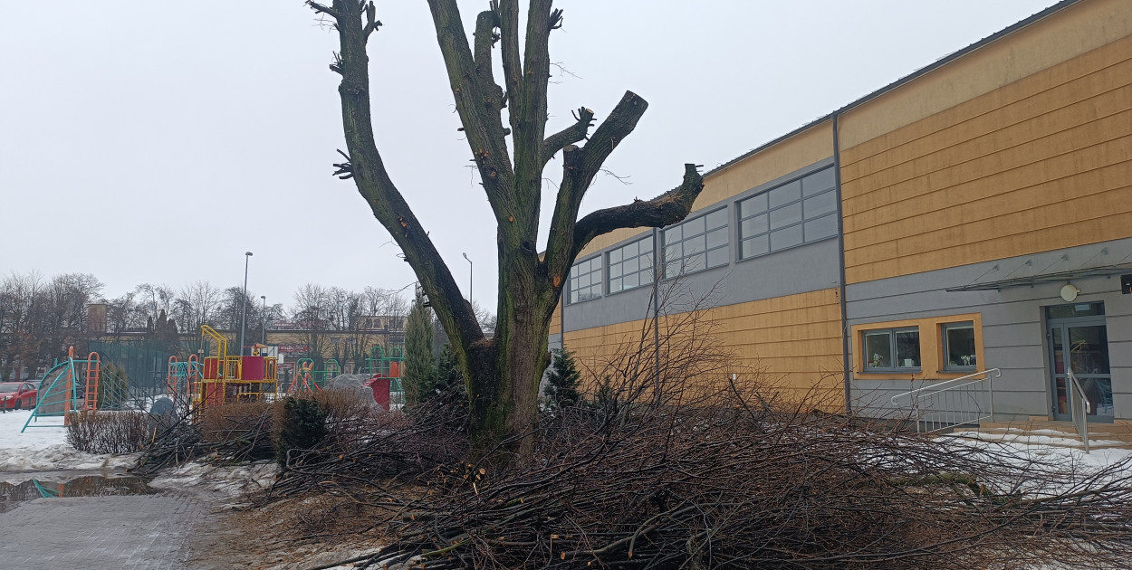 Czy drzewo w Jedynce zostało okaleczone?