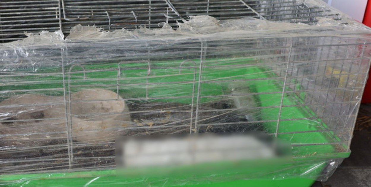 Mężczyzna znęcał się nad królikami. Grozi mu do 5 lat więzienia