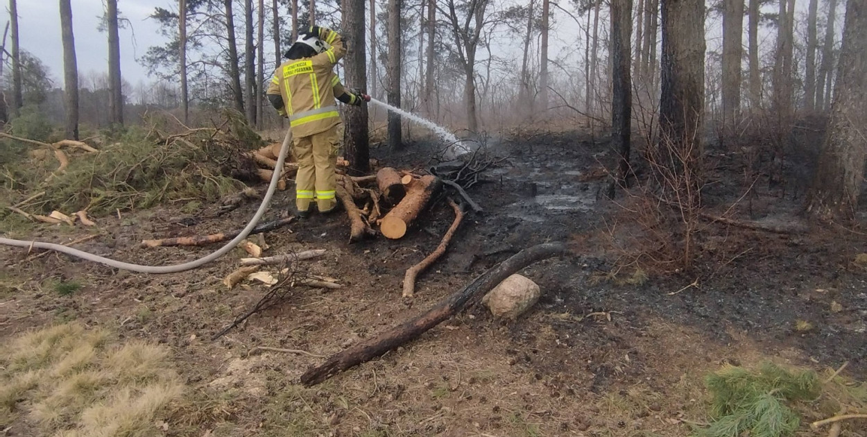 Pożar lasu w okolicach Wincenty (fotorelacja)