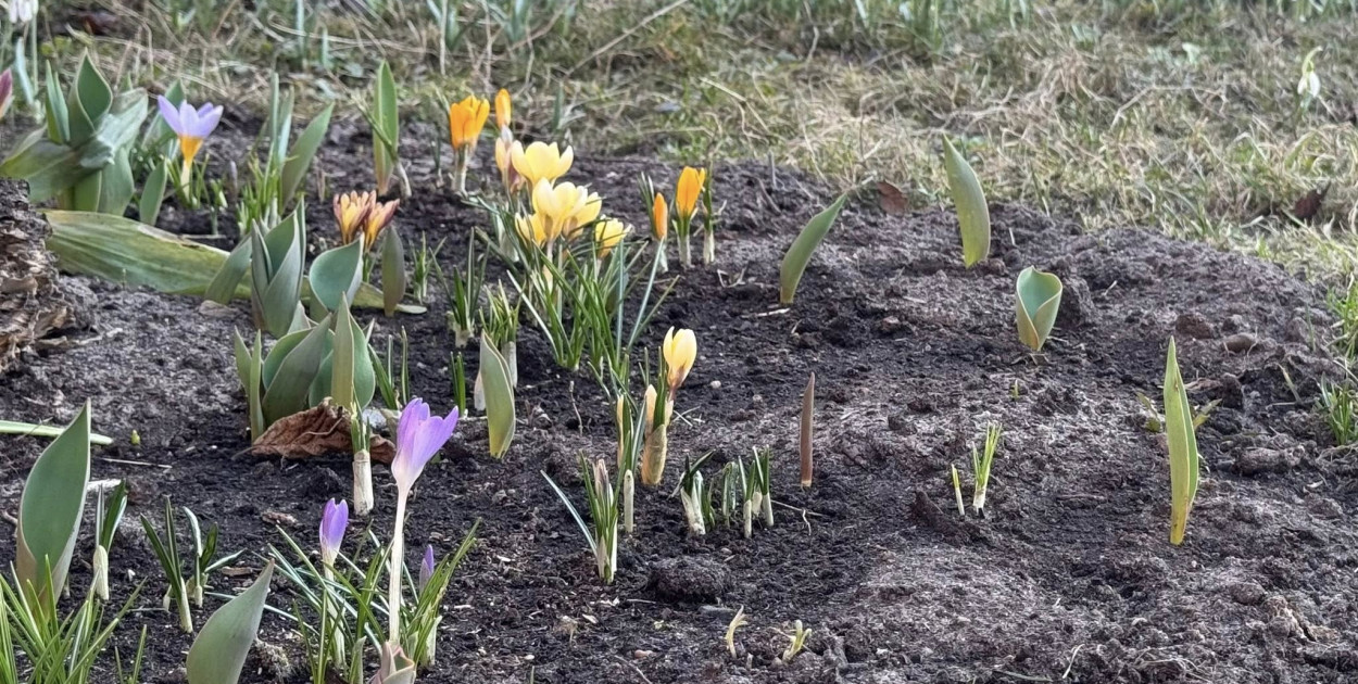 Przymrozki w powiecie kolneńskim