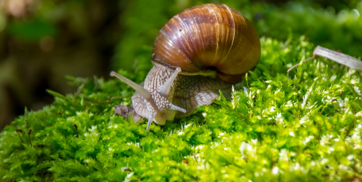 Trzeci rok z rzędu nie będzie zbiorów winniczka w regionie