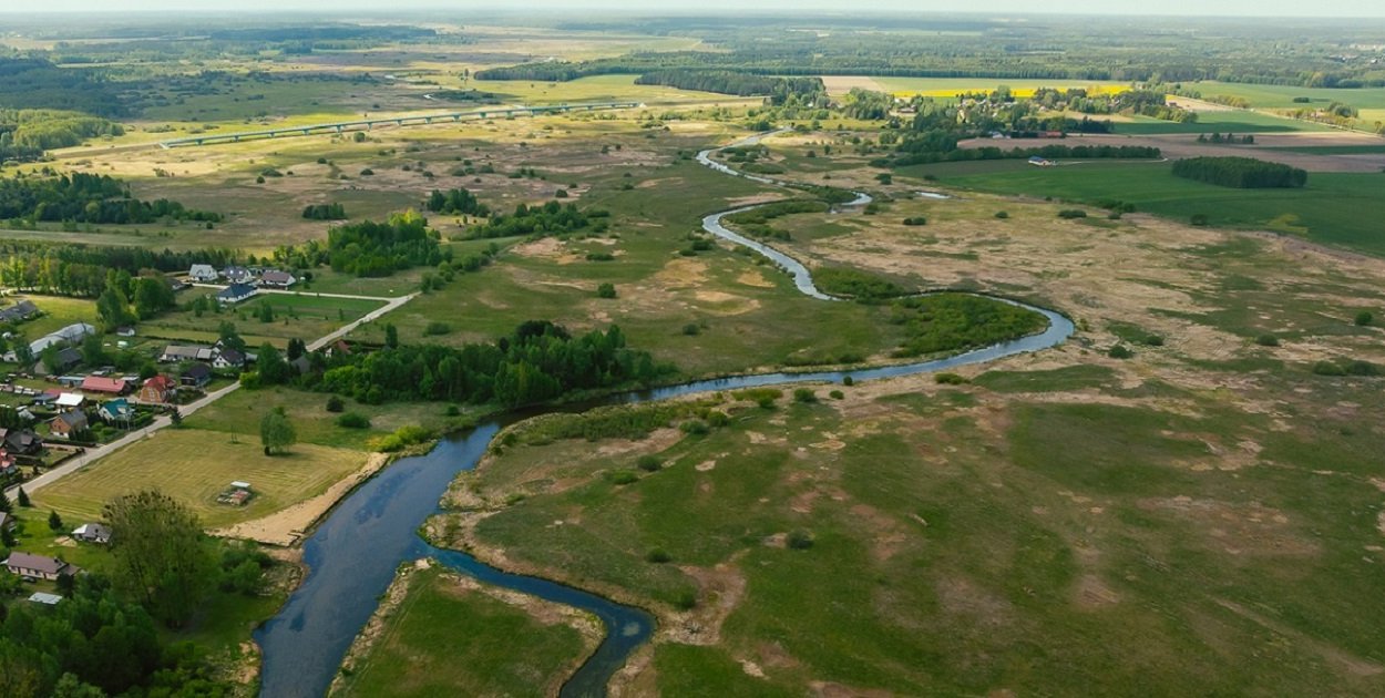 Szczepienia lisów przeciwko wściekliźnie