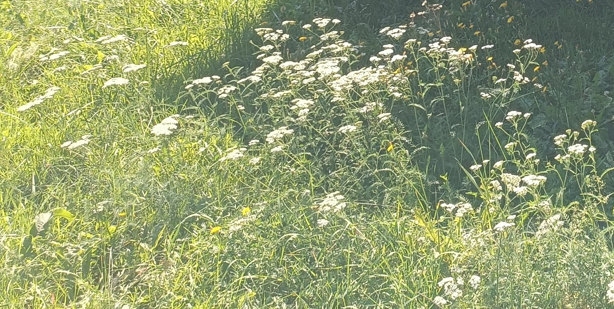 Badaczka: kleszcze, które biegną do człowieka, pojawiły się w Polsce