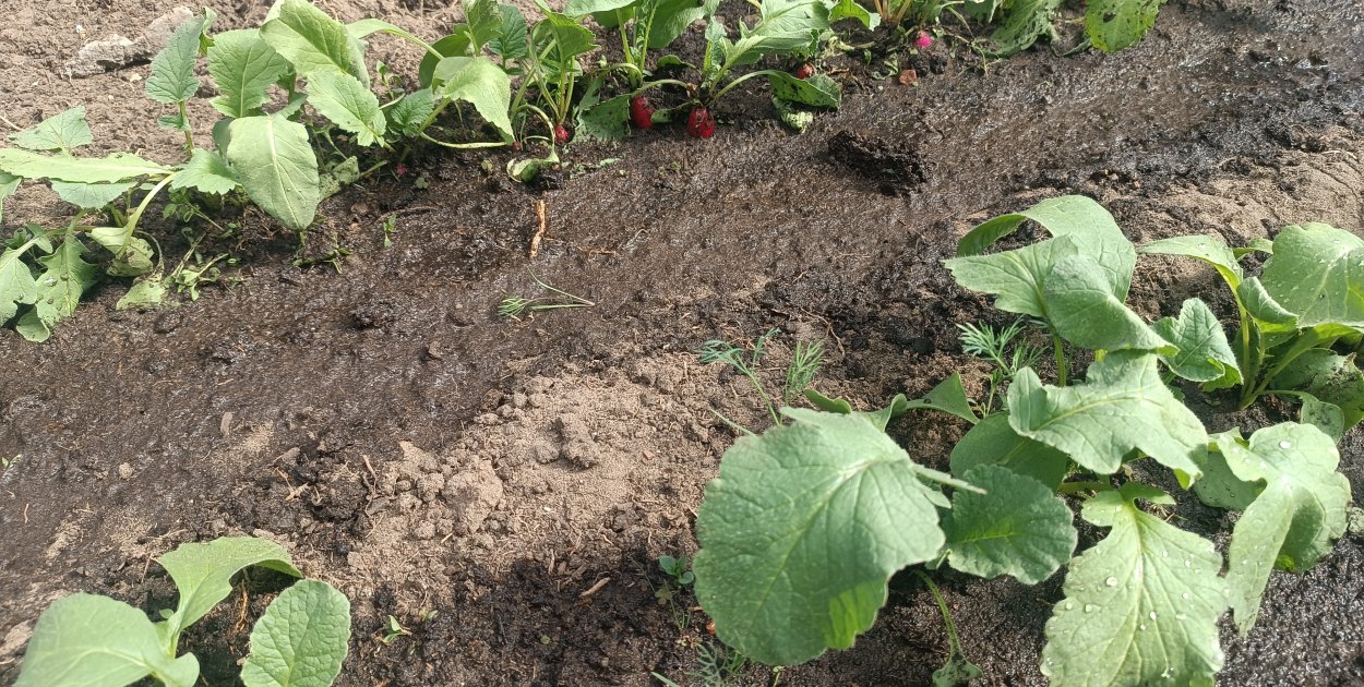 Ostrzeżenie pierwszego stopnia dla miejscowości Kolno i dla okolic