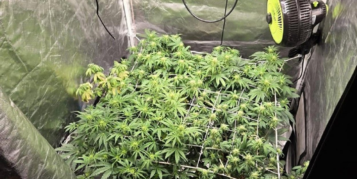 Co skrywał w domu 26-latek z powiatu kolneńskiego?